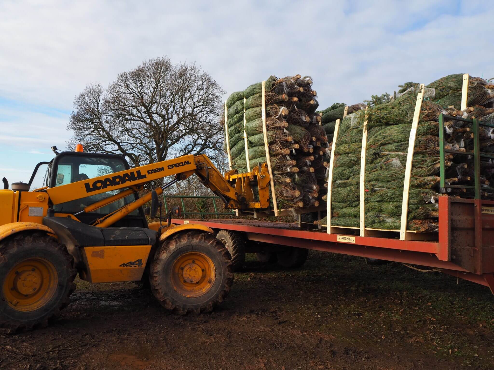 Wholesale & Commercial Christmas Trees Trinity St Christmas Trees