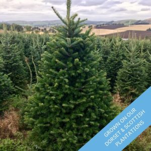 A-excellent-example-of-Frazer-Fir-from-Trinity-Street-Christmas-Trees