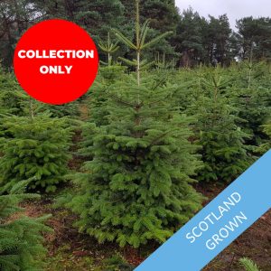 Value-Nordman-Fir-Trinity-Street-Christmas-Trees-Collection-Only