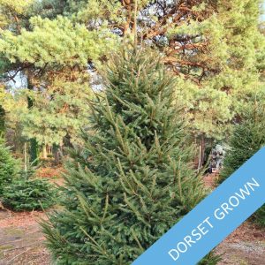 A-beautiful-dorset-grown-premium-norway-spruce-on-Trinity-Street-Christmas-Trees-dorset-plantation