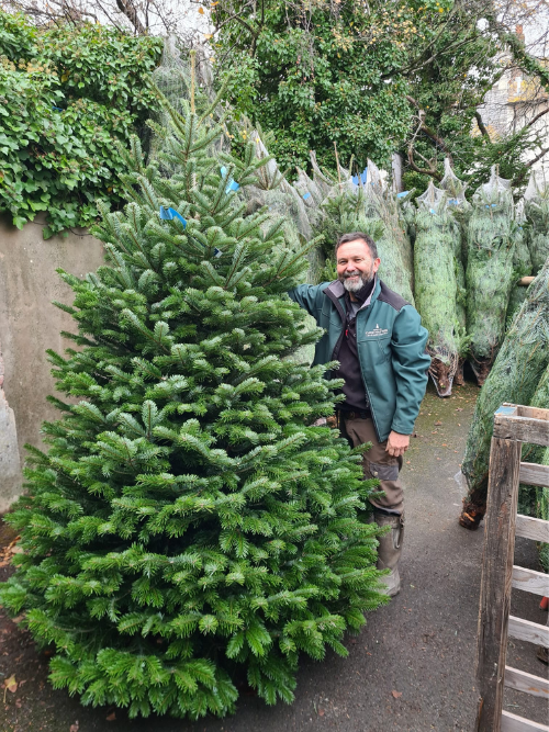 Pete next to a Trinity Street Christmas Trees Luxury Nordman Fir