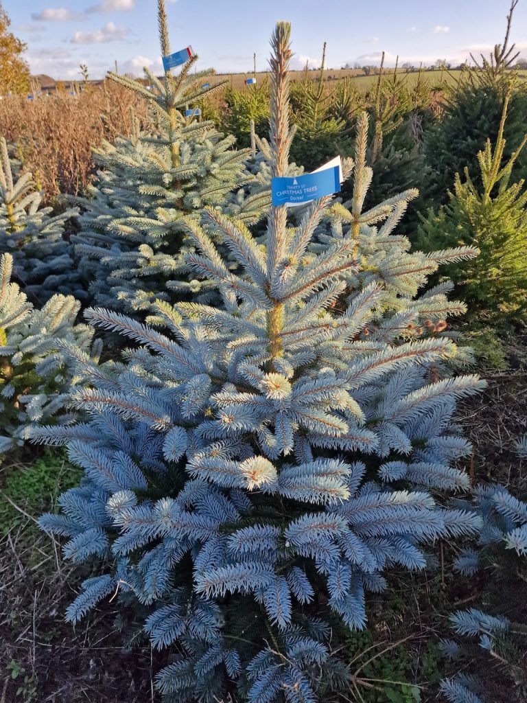 Pot Grown Super Blue Spruce on Trinity Street Christmas Trees Dorset Plantation